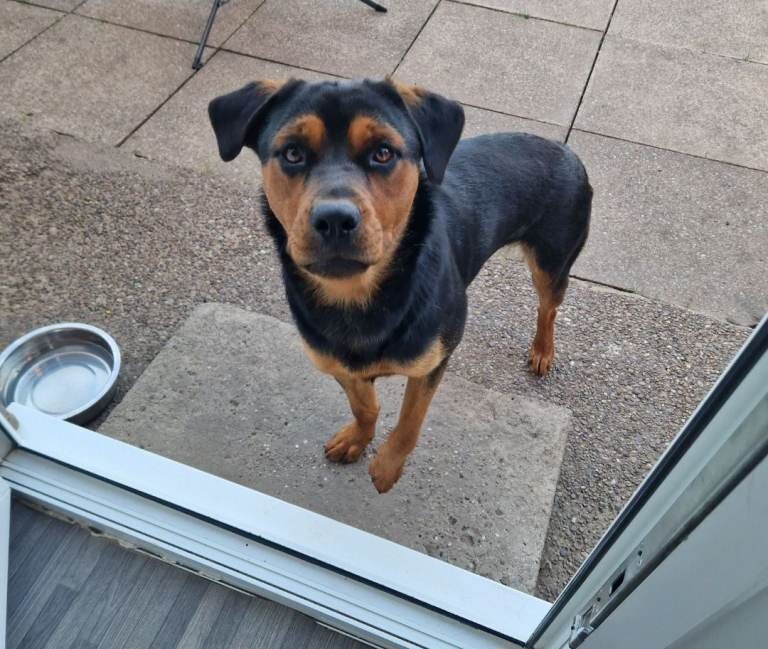 Rottweiler