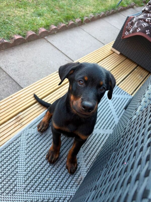 Rottweiler