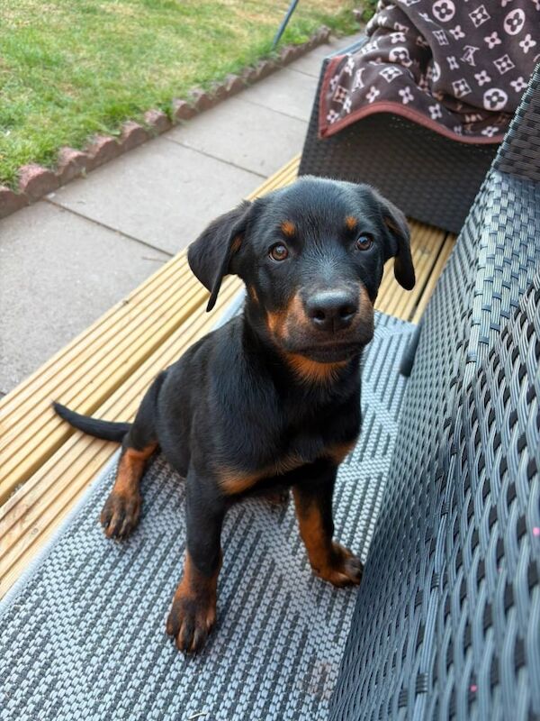 Rottweiler - Image 2 of 5