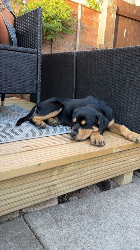 Rottweiler - Image 4 of 5