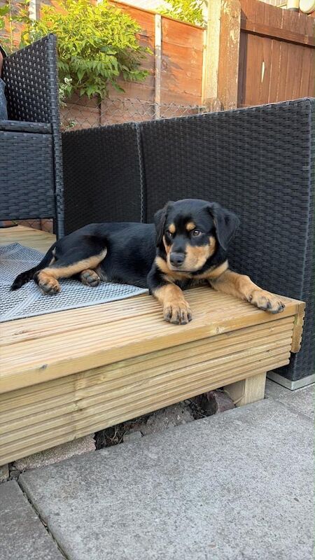 Rottweiler - Image 5 of 5
