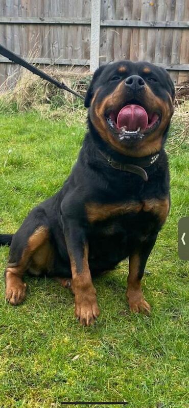 Rottweiler Puppies For Sale