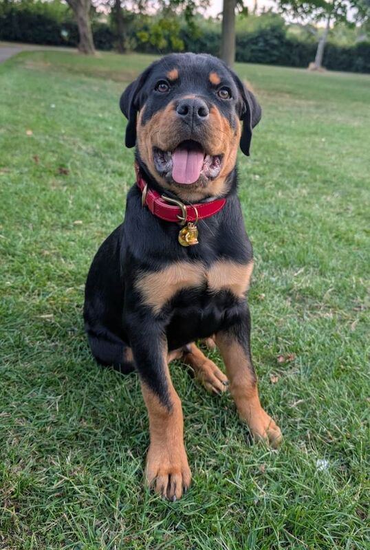 Rottweiler puppies for sale in Aylesbury, Buckinghamshire – 7 months old