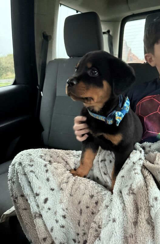 Rottweiler 9 weeks old for sale in Trowbridge, Wiltshire