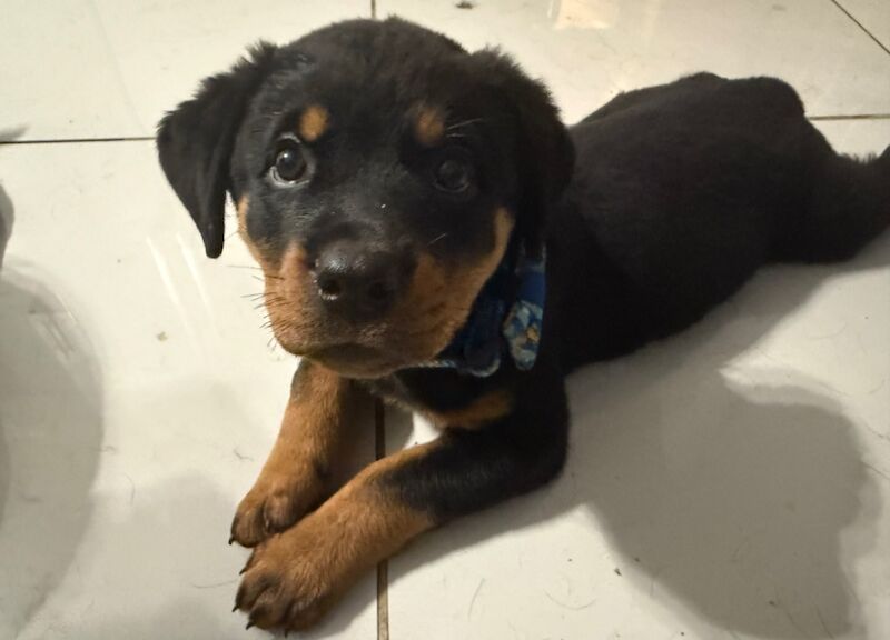 Rottweiler puppies for sale in Trowbridge, Wiltshire – 10 months old - Image 2 of 3
