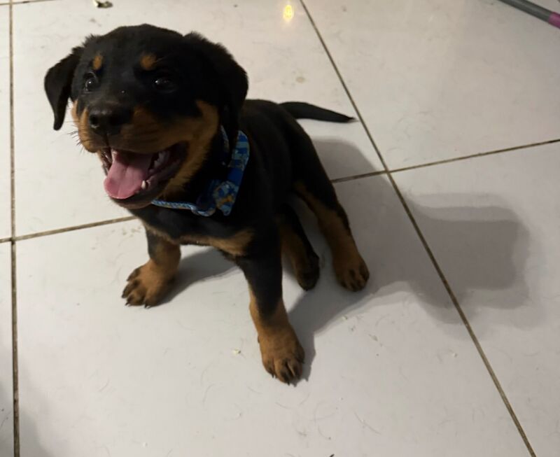 Rottweiler puppies for sale in Trowbridge, Wiltshire – 10 months old - Image 3 of 3