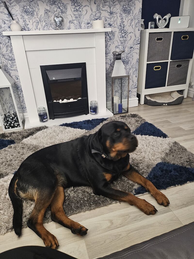 Rottweiler For Sale in Blyth, Northumberland