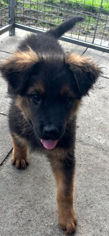 Rottweiler puppies for sale in Maghera, County Londonderry – 3 months old - Image 2 of 3