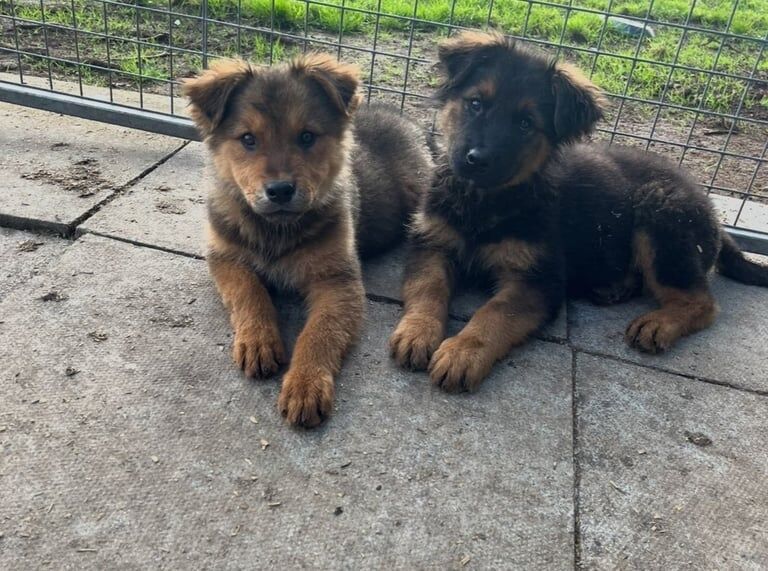 Rottweiler puppies for sale in Maghera, County Londonderry – 3 months old - Image 3 of 3