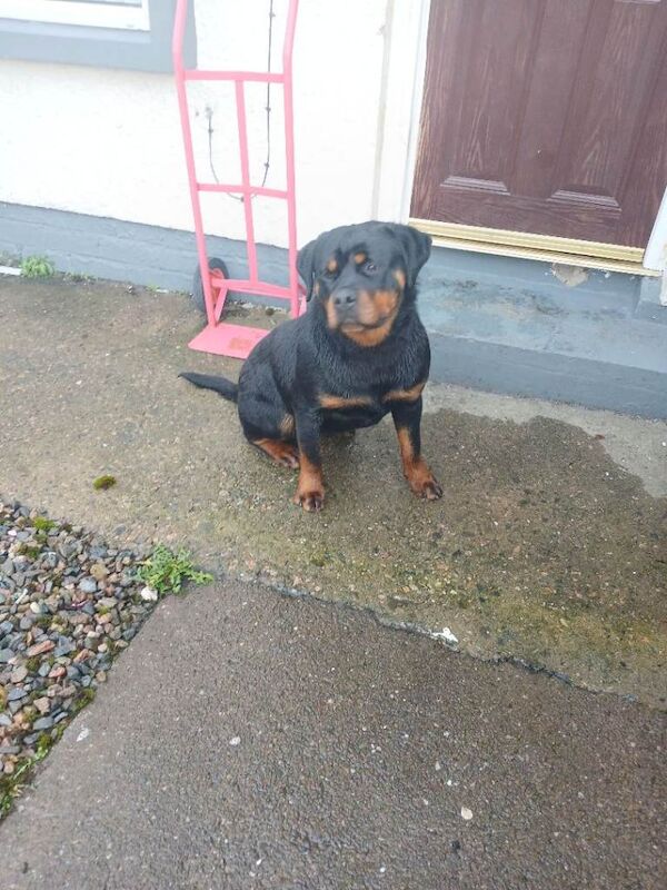 Rottweiler puppies for sale in Omagh, County Tyrone – 11 months old