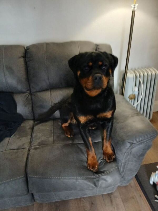 Rottweiler puppies for sale in Omagh, County Tyrone – 11 months old - Image 2 of 4