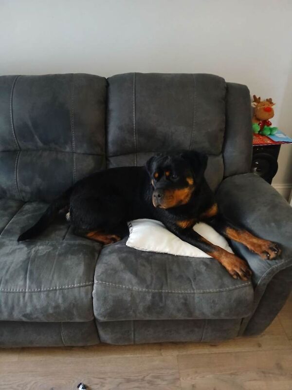 Rottweiler puppies for sale in Omagh, County Tyrone – 11 months old - Image 3 of 4