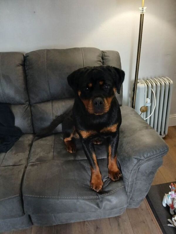 Rottweiler puppies for sale in Omagh, County Tyrone – 11 months old - Image 4 of 4