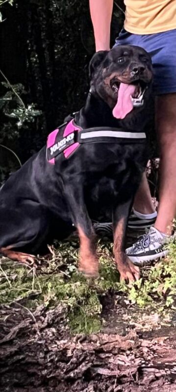 Rottweiler puppies for sale in Dereham, Norfolk – KC registered, 6 years old - Image 2 of 4
