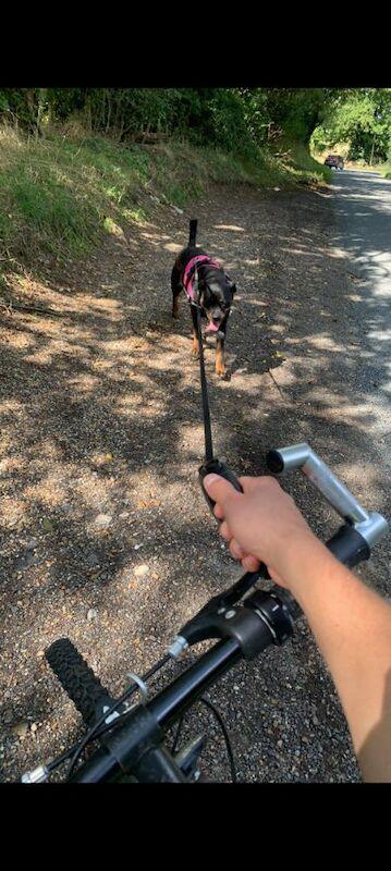 Rottweiler puppies for sale in Dereham, Norfolk – KC registered, 6 years old - Image 3 of 4