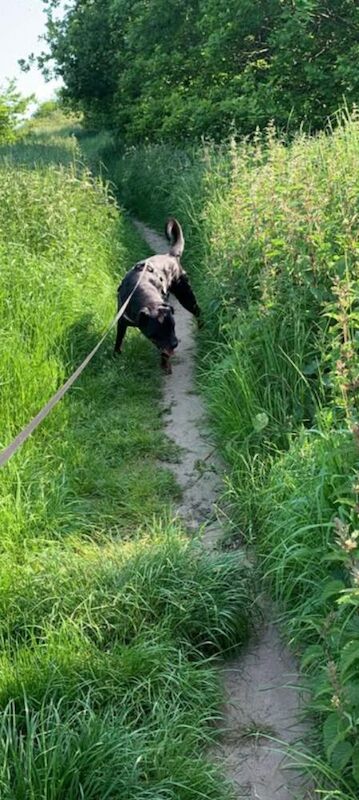 Rottweiler puppies for sale in Dereham, Norfolk – KC registered, 6 years old - Image 4 of 4