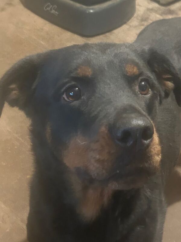 Rottweiler puppies for sale in Gateshead, Tyne and Wear – 3 years old