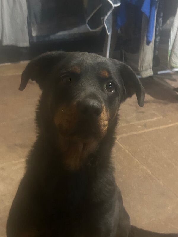 Rottweiler puppies for sale in Gateshead, Tyne and Wear – 3 years old - Image 2 of 3