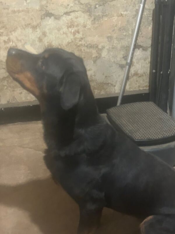 Rottweiler puppies for sale in Gateshead, Tyne and Wear – 3 years old - Image 3 of 3