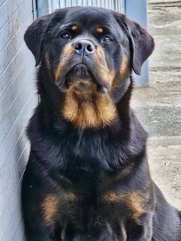 Kennel Club Registered Rottweiler Puppies For Sale