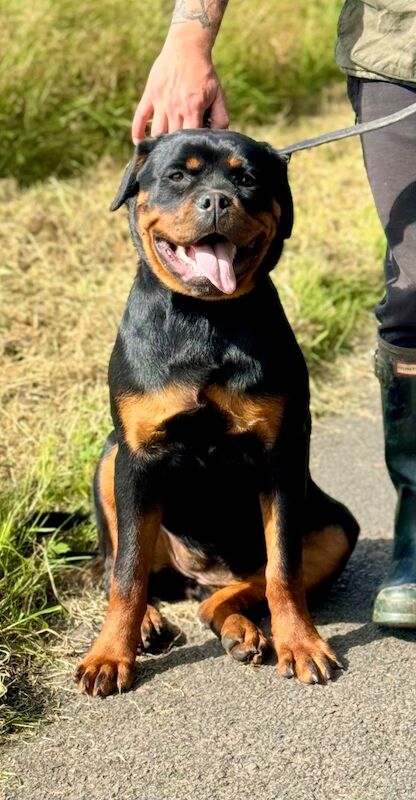 Rottweiler bitch Top of the breed