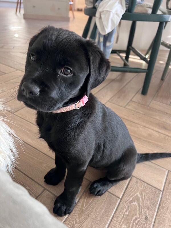 Rottweiler Collie Cross Female Pup for sale in Newtownards, County Down