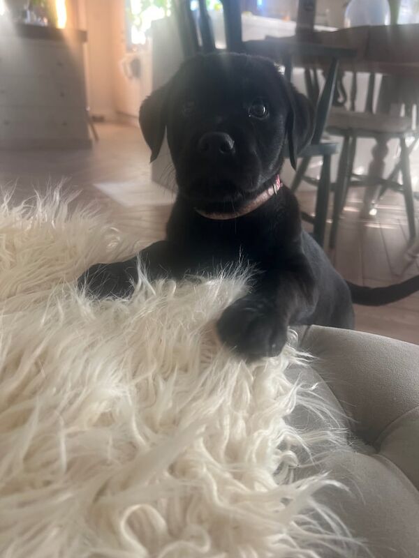 Rottweiler Collie Cross Female Pup for sale in Newtownards, County Down - Image 2