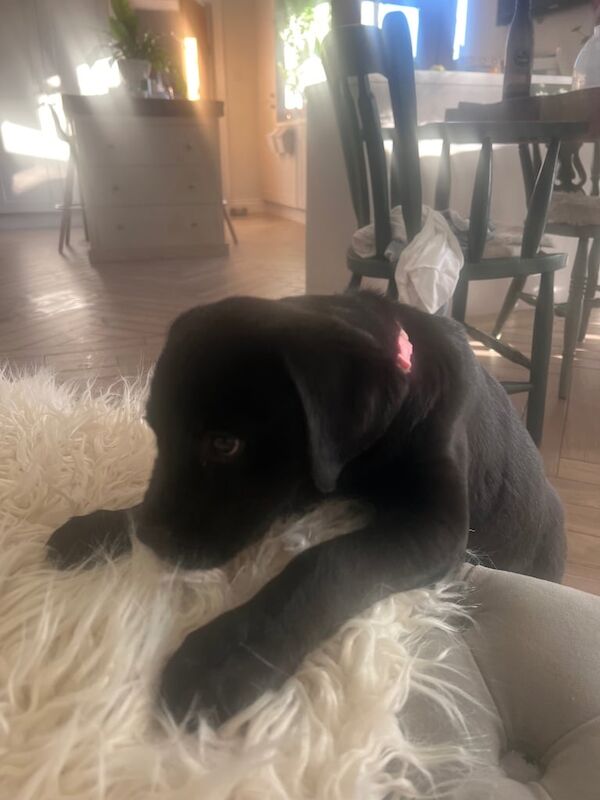 Rottweiler Collie Cross Female Pup for sale in Newtownards, County Down - Image 3