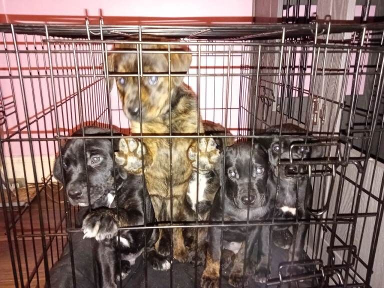 Rottweiler puppies for sale in Ferryhill, Durham – 7 weeks old