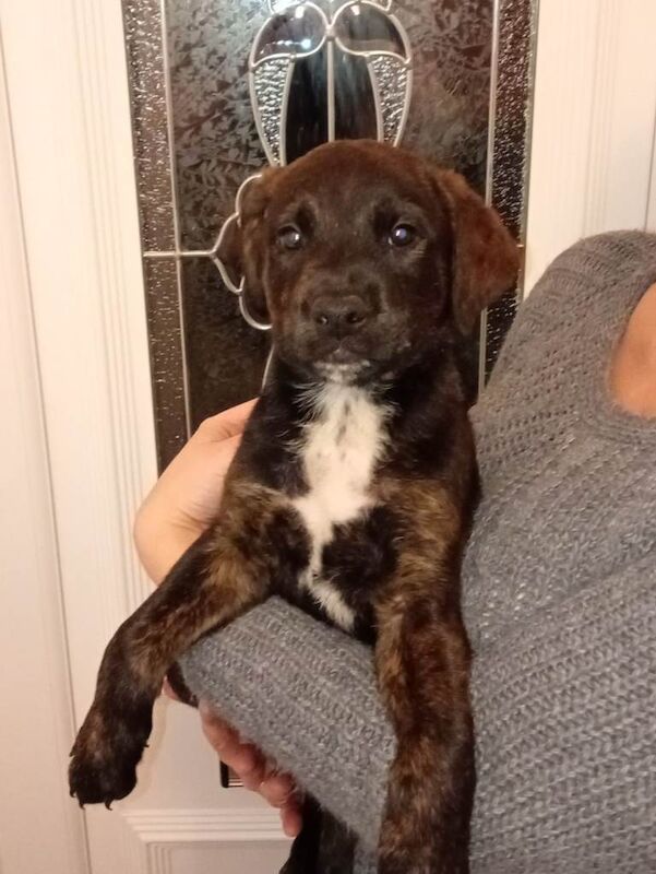 Rottweiler puppies for sale in Ferryhill, Durham – 8 weeks old - Image 2 of 6