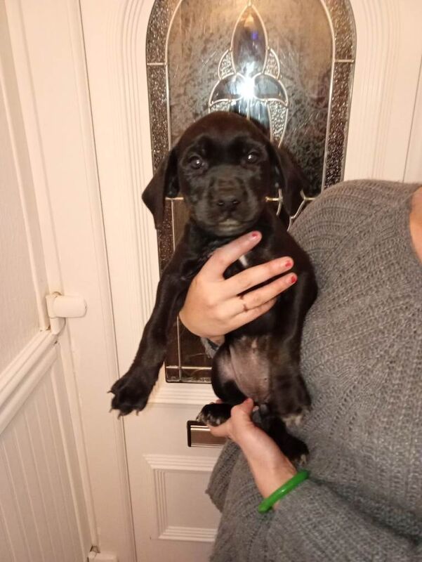 Rottweiler puppies for sale in Ferryhill, Durham – 8 weeks old - Image 3 of 6