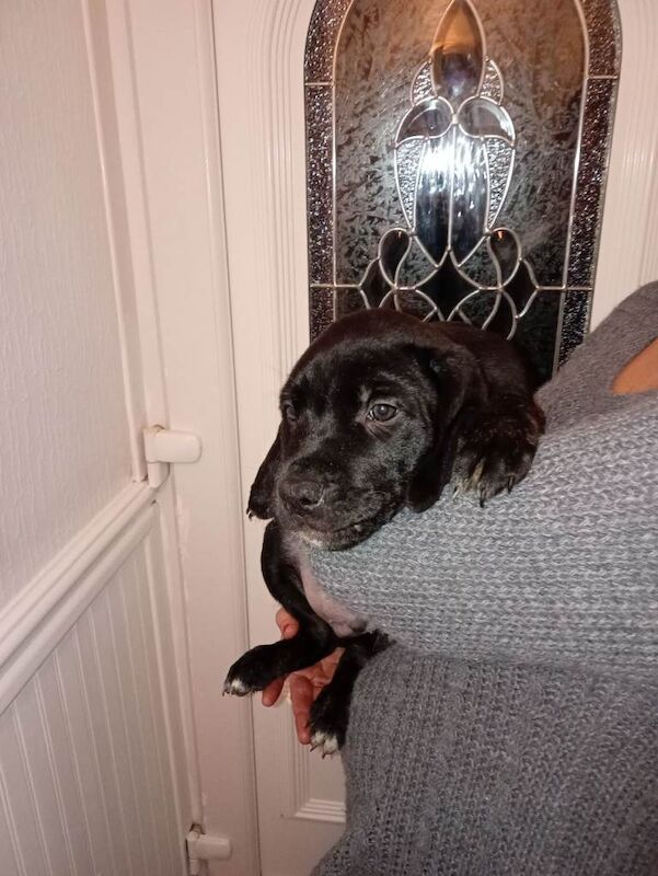 Rottweiler puppies for sale in Ferryhill, Durham – 8 weeks old - Image 4 of 6