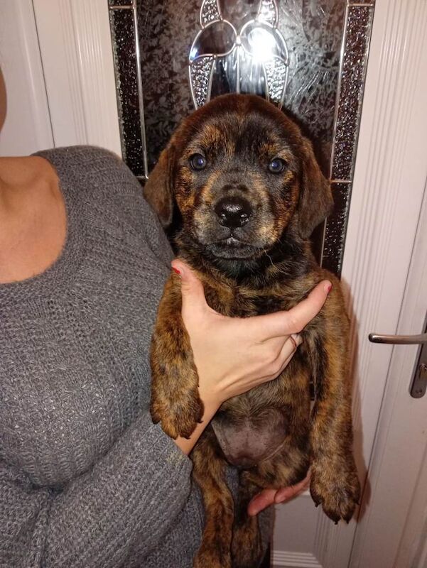 Rottweiler puppies for sale in Ferryhill, Durham – 8 weeks old - Image 5 of 6