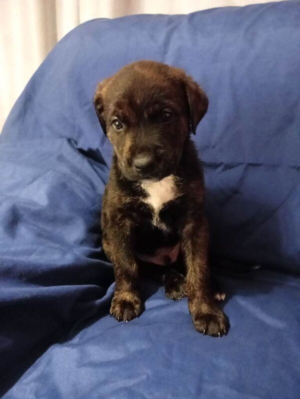 Rottweiler puppies for sale in Ferryhill, Durham – 8 weeks old - Image 6 of 6