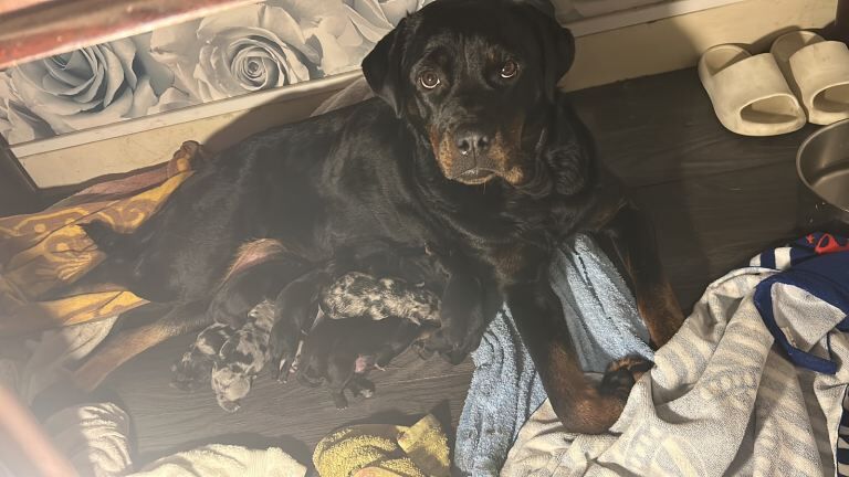Rottweiler cross Catahoula