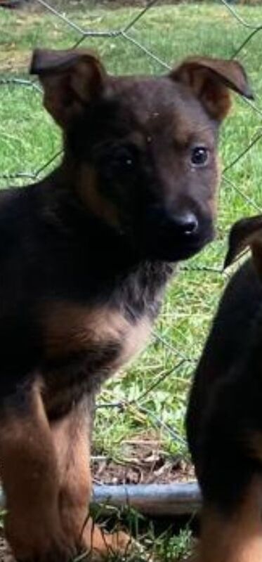Rottweiler puppies for sale in Mirfield, West Yorkshire – 3 months old - Image 2 of 3