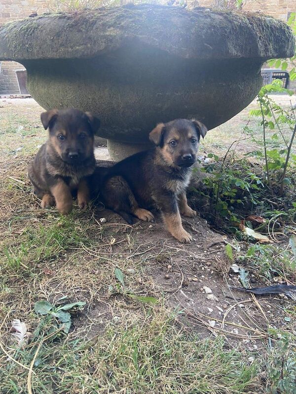 Rottweiler puppies for sale in Mirfield, West Yorkshire – 3 months old - Image 3 of 3