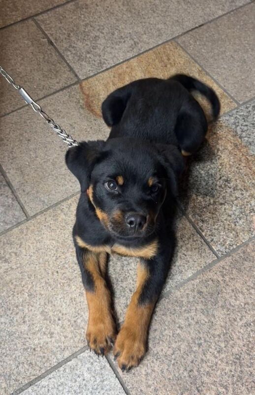 Rottweiler puppies for sale in Loughborough, Leicestershire – 4 months old