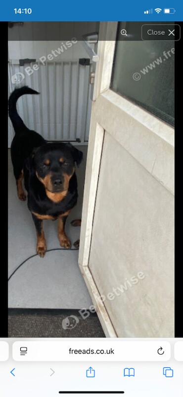 Rottweiler Puppies For Sale Under £1,000