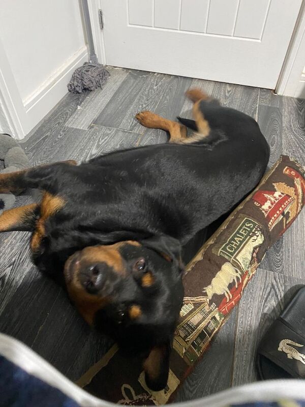 Rottweiler female 3 years old - Image 2 of 2