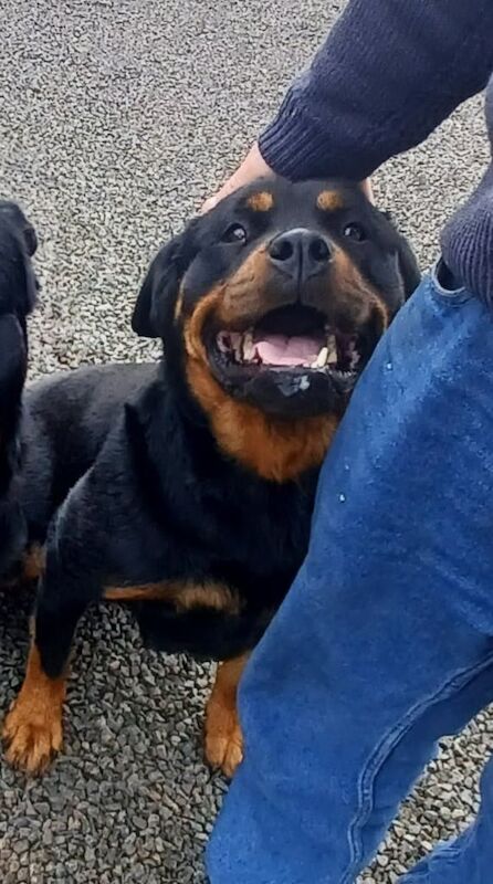 Rottweiler puppies for sale in Ballyclare, County Antrim – 3 months old