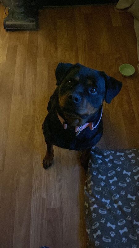 Rottweiler puppies for sale in Strathaven, Lanarkshire – 2 years old - Image 2 of 2