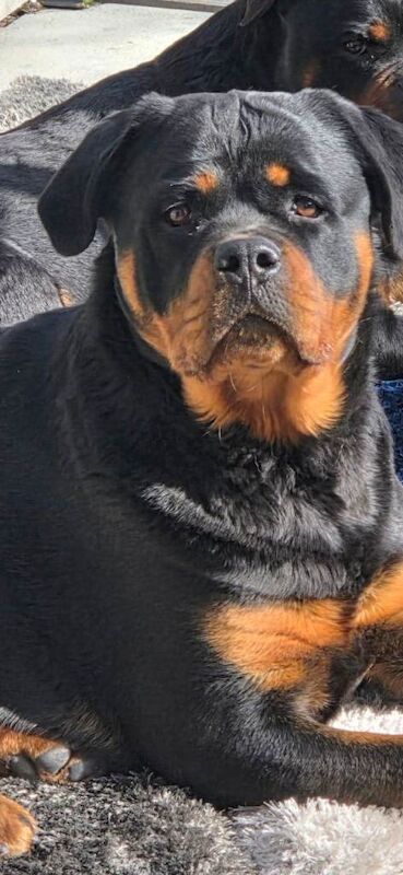 Rottweiler female.