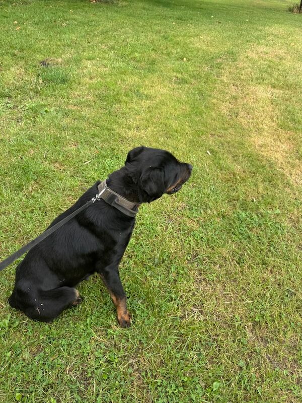 Rottweiler puppies for sale in Rochdale, Greater Manchester – 2 years old