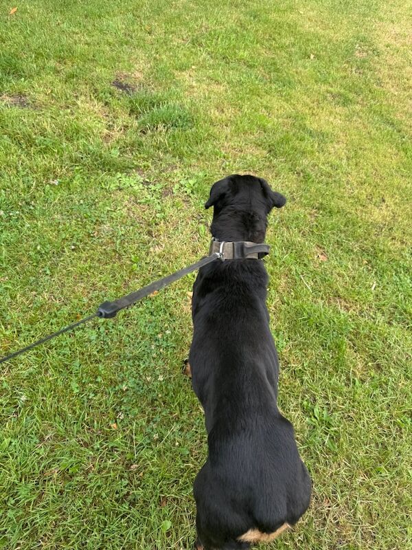 Rottweiler puppies for sale in Rochdale, Greater Manchester – 2 years old - Image 2 of 3