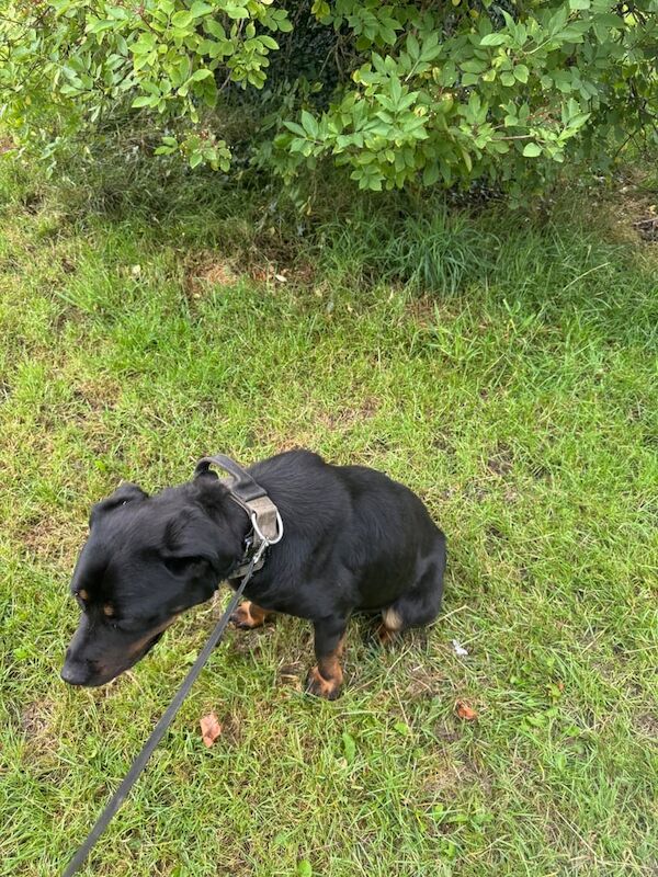 Rottweiler puppies for sale in Rochdale, Greater Manchester – 2 years old - Image 3 of 3