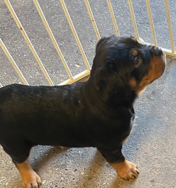 Rottweiler puppies for sale in Antrim, County Antrim – 10 months old - Image 1 of 3