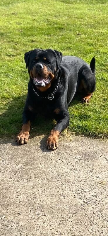 Rottweiler puppies for sale in Antrim, County Antrim – 10 months old - Image 2 of 3