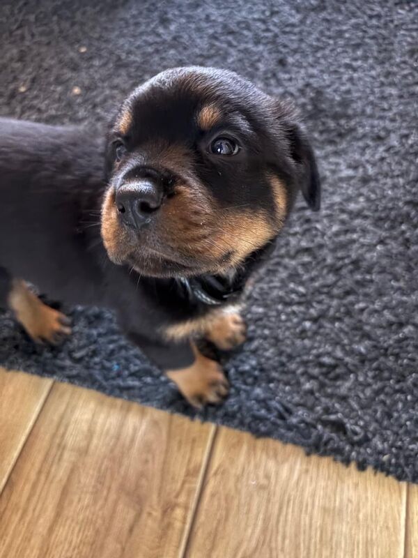 Rottweiler puppies for sale in Stoke-on-Trent, Staffordshire – 9 months old