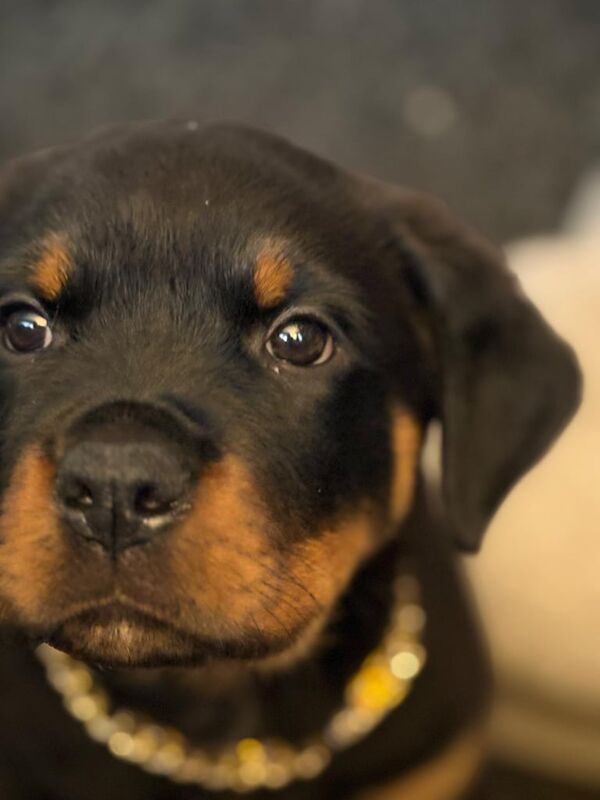 Rottweiler puppies for sale in Stoke-on-Trent, Staffordshire – 9 months old - Image 2 of 3